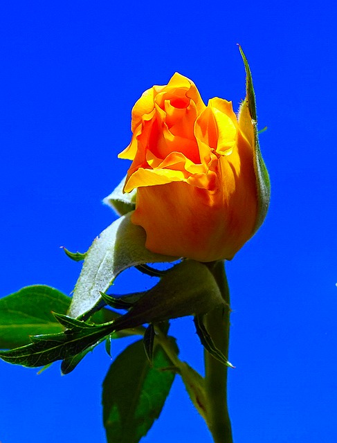 Rose, Blume, Gelb, Natur, Himmel, Blau