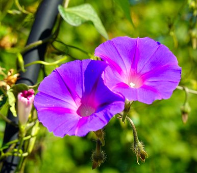 Trichterwinde, Violette Blume, Natur