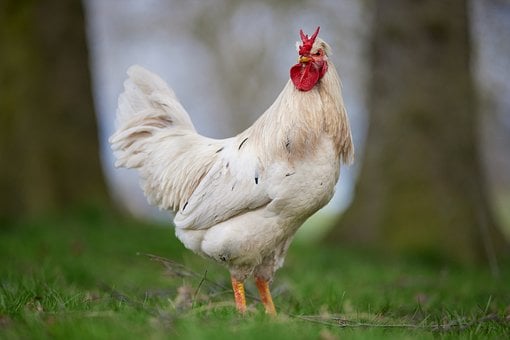 Kohout, Bílý, Farma, Venkovní, Příroda