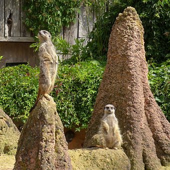 Surikata, Stojí Vzpriamene, Zoo, Priroda