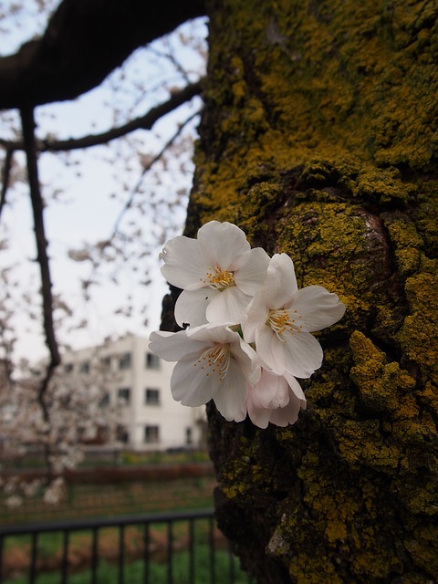 Blomst, Træ, Marts, Forår, Maj, Trunk