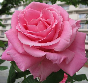 Rose, Pink, Blomst, Sommer, Torne, Natur