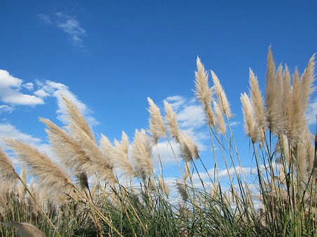 Himmel, Græs, Blå, Sky, Pampasgræs