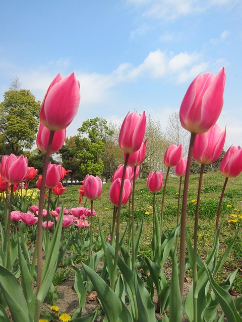 Tulipán, Ružová, Kvitnúce Pole, Jar