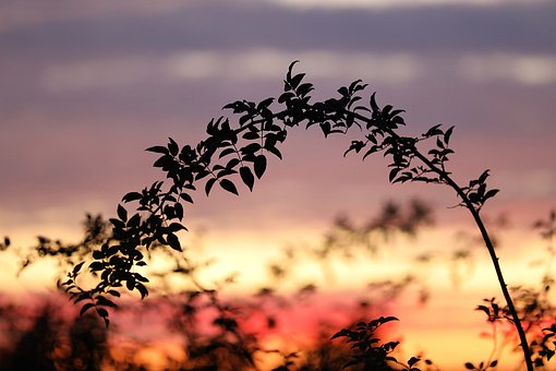 Шиповник, Кустарник, Сельское Хозяйство