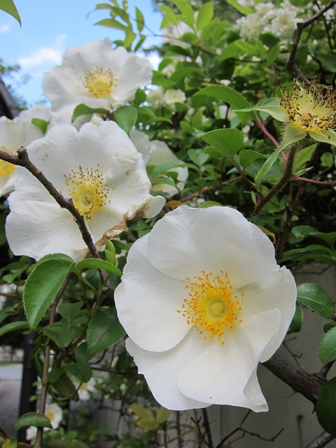 Rose, Blomst, Hvid, Gul, Have, Sommer