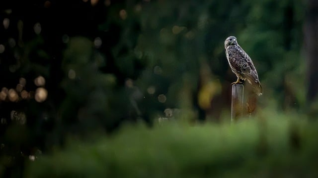 Free Buzzard Bird Of Prey photo and picture