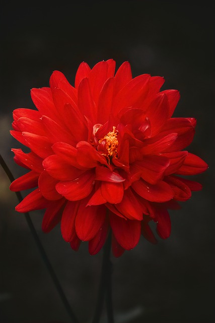 Floare Roșie, Dalie, Înflorire, Natură