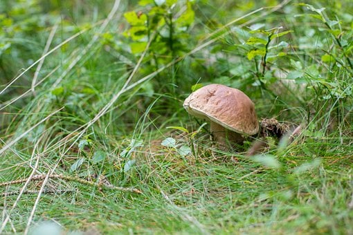 Paddenstoel, Bos, Boleet, Herfst, Mos