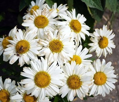 雏菊, 白色花, 黄色中心, 夏季花, 白色, 自然, 花, 户外, 花瓣