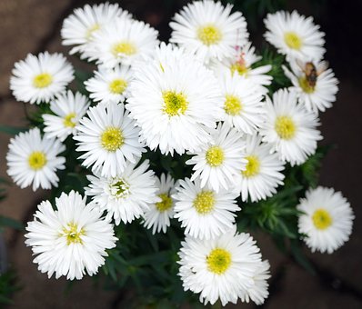 雏菊, 花, 自然, 白色, 开花, 花园, 夏天, 昆虫, 蜜蜂, 授粉
