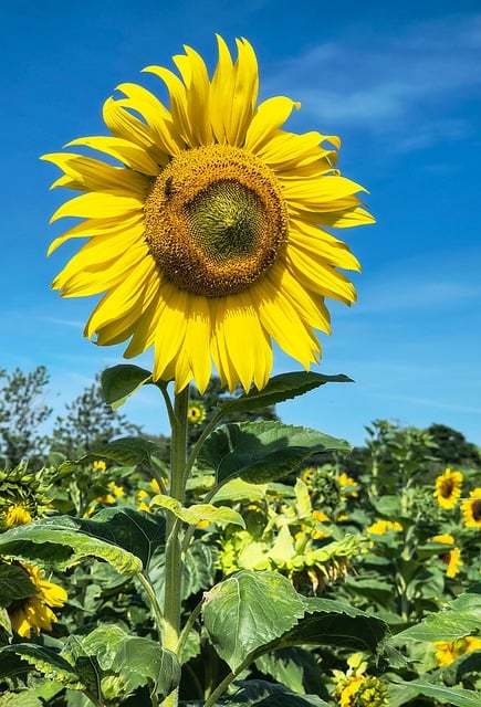 Solsikke, Natur, Blomst, Sommer