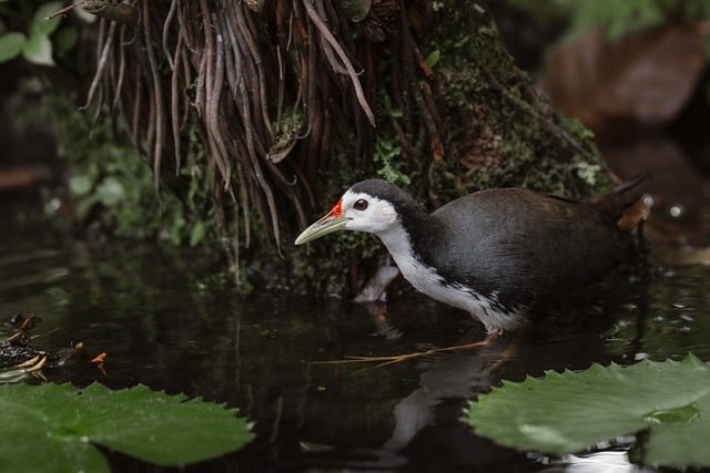 Free White-Breasted Waterhen photo and picture