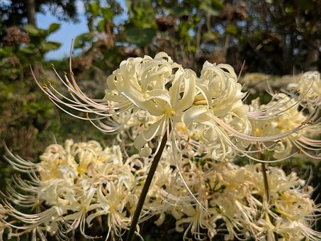 Free Nature Flora photo and picture