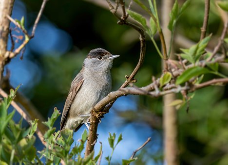 Curruca Capirotada, Pájaro, Ornitología