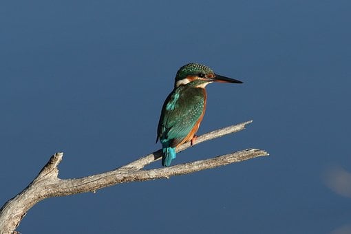 Natuur, Dier, Vogel, Ijsvogel
