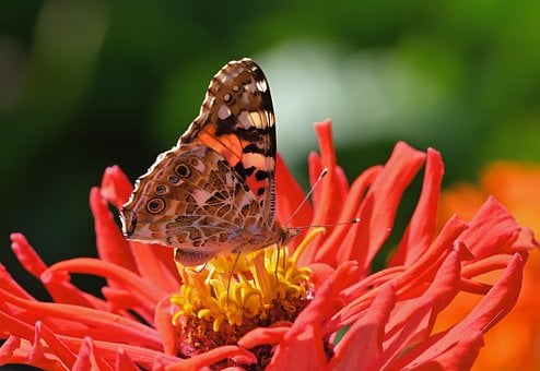Motýľ, Kvetinové Pozadie, Kvet, Zinnia