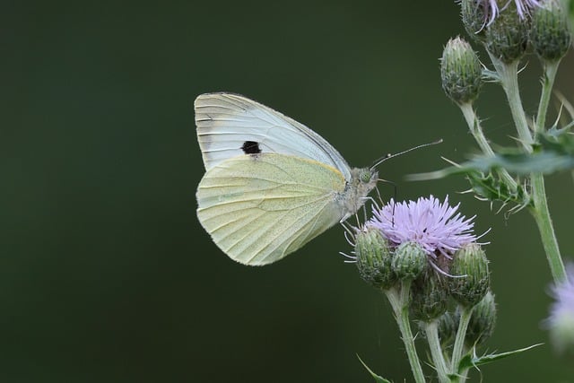 Vlinder, Insect, Natuur, Koolwitje