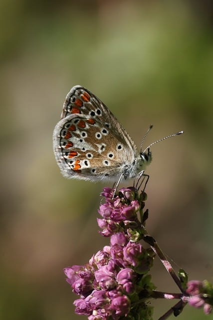 Vlinder, Insect, Natuur, Roze Bloem