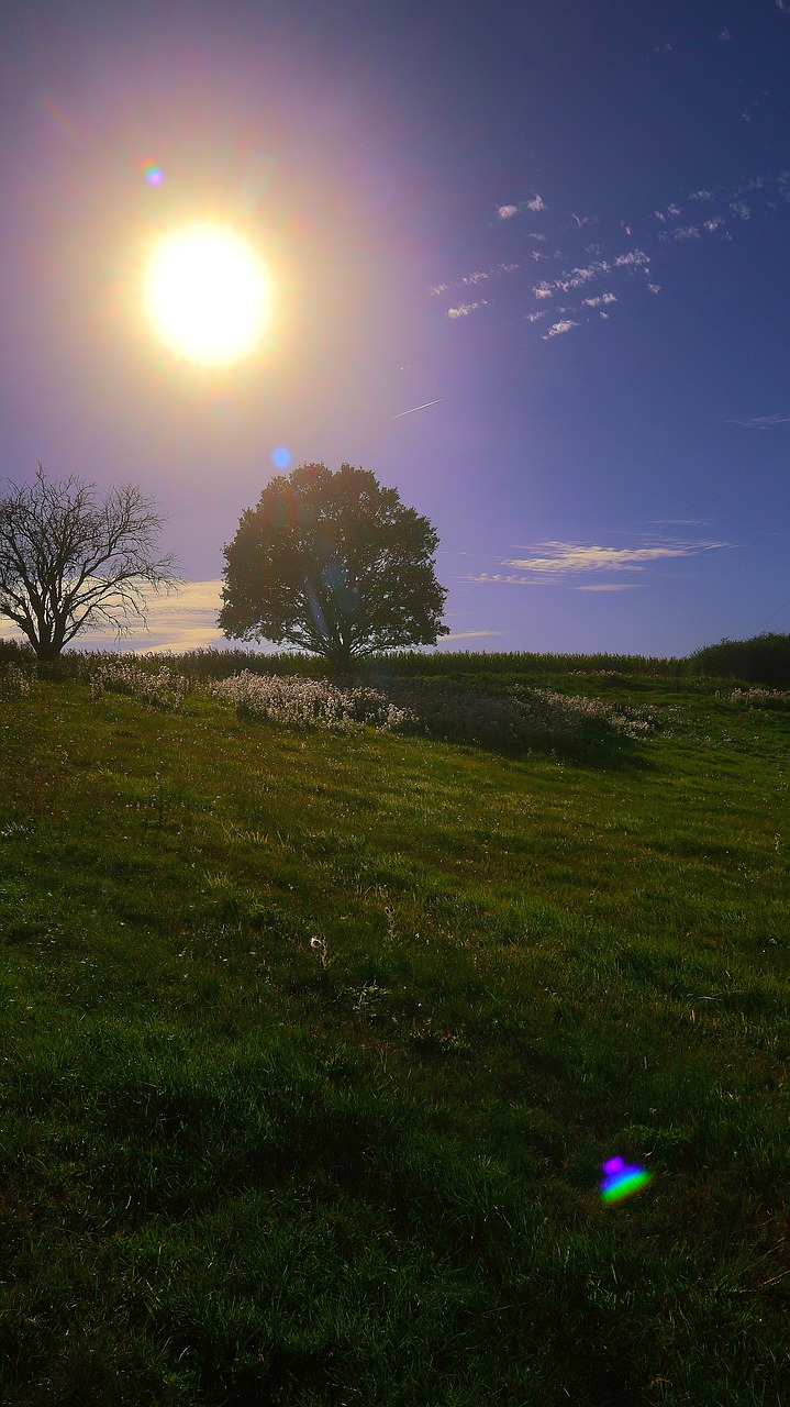 Download free HD stock image of Tree Sunlight Free Tree Sunlight photo and picture