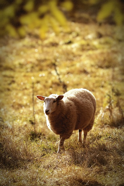 Free Sheep Meadow photo and picture