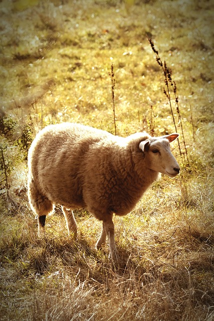 Free Sheep Meadow photo and picture