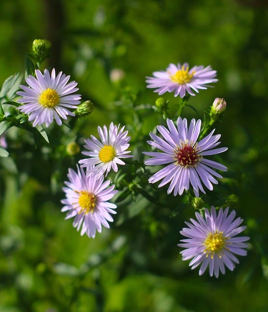 Free Asters Blooming photo and picture