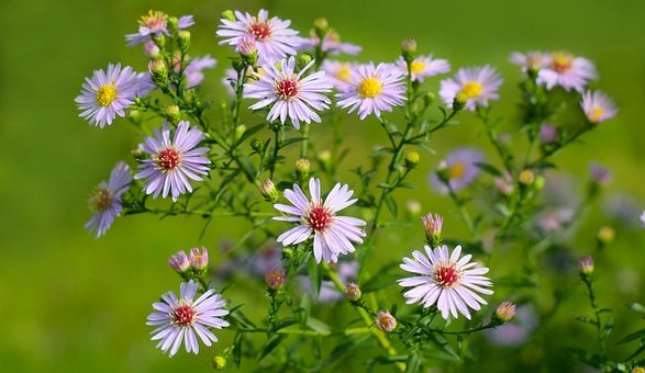 Free Asters Blooming photo and picture
