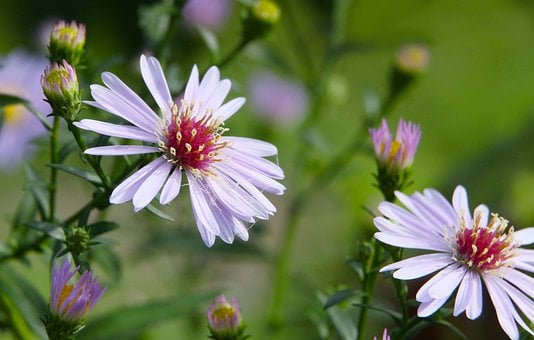 Free Flowers Asters photo and picture