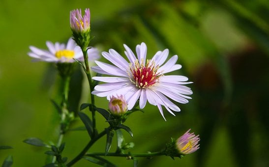 Free Asters Purple photo and picture