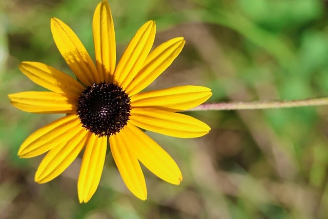 Free Rudbeckia Flower photo and picture