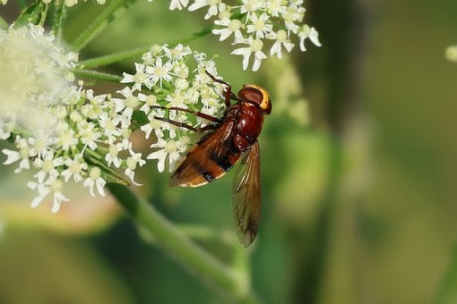 Vlieg, Insect, Natuur, Bestuiving
