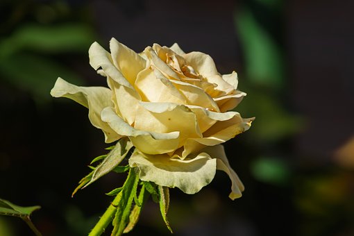 Roos, Bloem, Romig, Close-Up