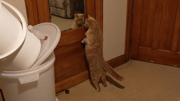 Gato, Espelho, Reflexo, Pele De Gengibre