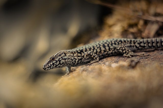 Free Lizard Reptile photo and picture