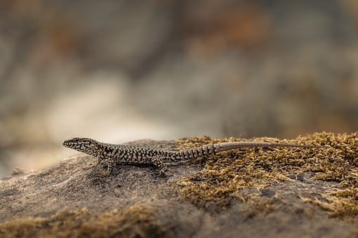 Muurhagedis, Reptiel, Natuur, Wezen