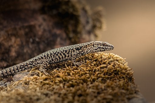 Hagedis, Natuur, Reptiel, Fauna