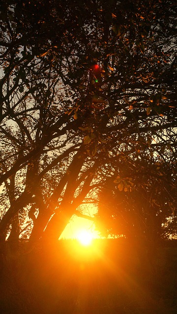 Free Sunset Nature photo and picture