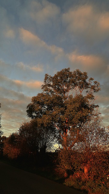 Free Tree Sky photo and picture