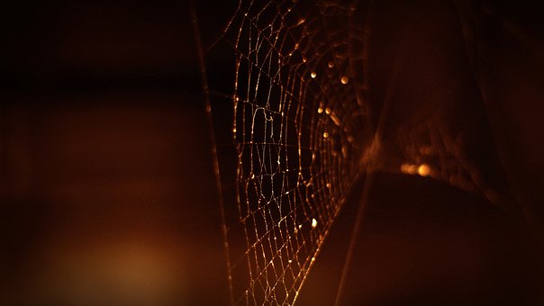 Free Spider Web Halloween photo and picture