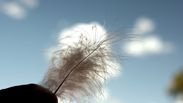 Free Feather Sky photo and picture