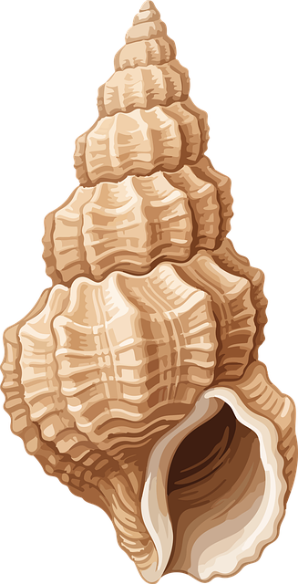 Škrupina, Špirála, Morské, Príroda