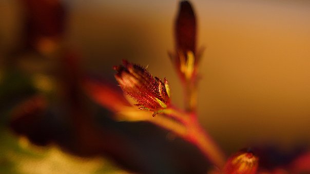 Free Macro Detail photo and picture