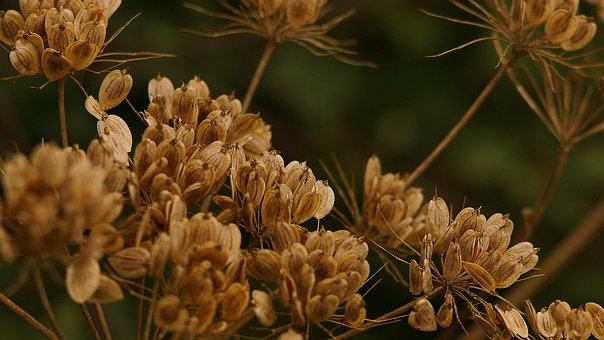 Free Dried Flowers Nature photo and picture