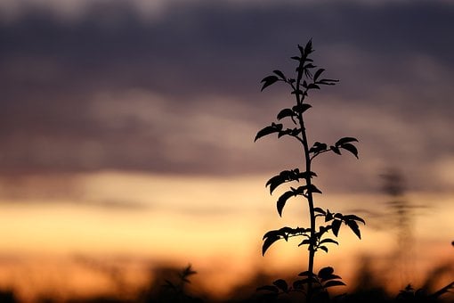 Măceș, Tufă, Agricultură, Plantă, Seară