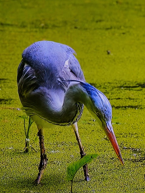 Free Heron Nature photo and picture
