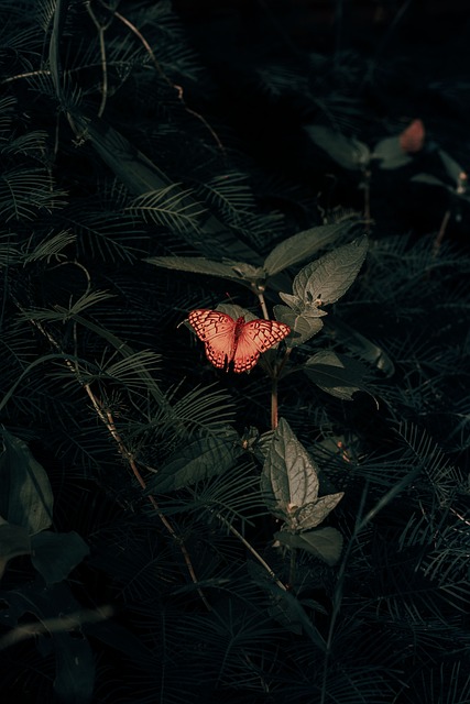 Sommerfugl, Natur, Blade, Sort, Grøn