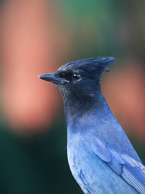 Free Steller'S Jay Bird photo and picture