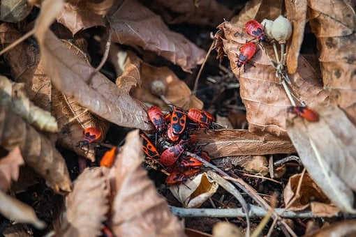 Vuurwants, Herfst, Natuur, Rood, Insect