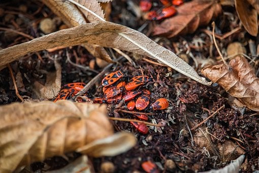 Vuurwants, Herfst, Natuur, Rood, Insect